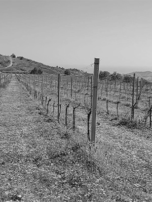 vigna-cava_back